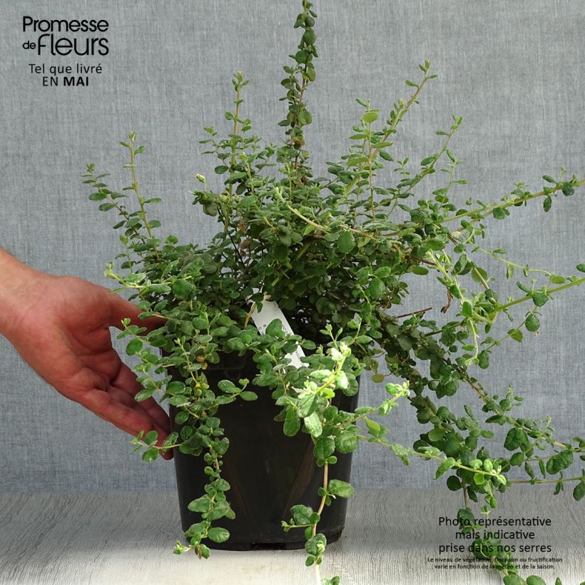 Hibbertia aspera 4L/5L pot sample as delivered in spring