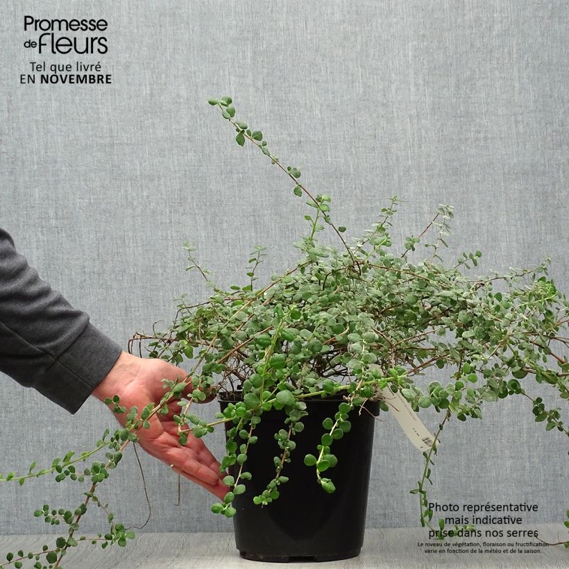 Hibbertia aspera 4L/5L pot sample as delivered in autumn