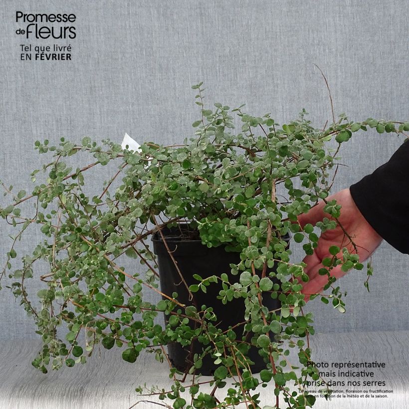 Hibbertia aspera 4L/5L pot sample as delivered in winter