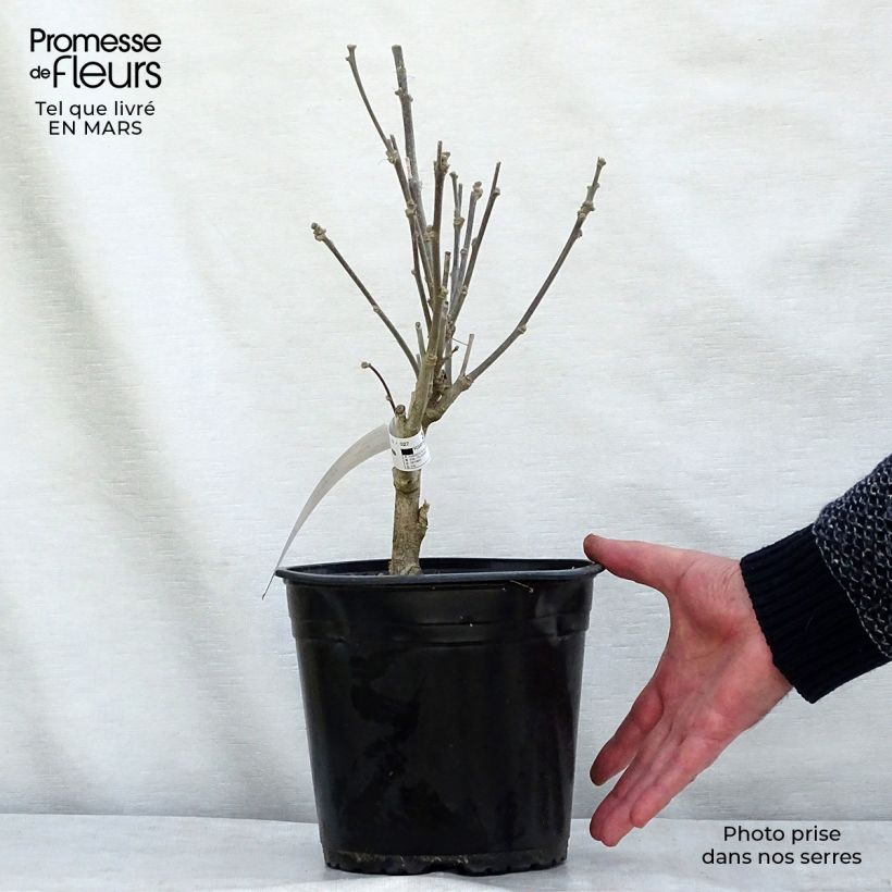 Hibiscus syriacus French Cabaret Purple - Rose of Sharon 3L/4L pot sample as delivered in winter