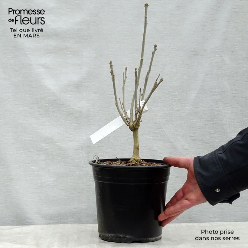 Hibiscus syriacus French Cabaret Red - Rose of Sharon 3L/4L pot sample as delivered in spring