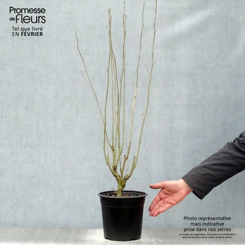 Hibiscus syriacus French Cabaret Red - Rose of Sharon 3L/4L pot sample as delivered in winter