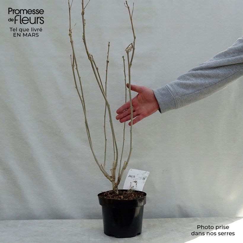 Hibiscus Rose Moon 3L/4L pot sample as delivered in spring