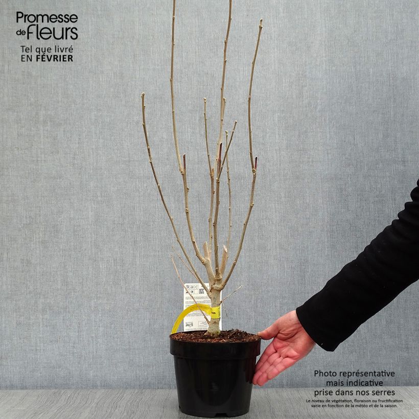 Hibiscus Rose Moon 3L/4L pot sample as delivered in winter