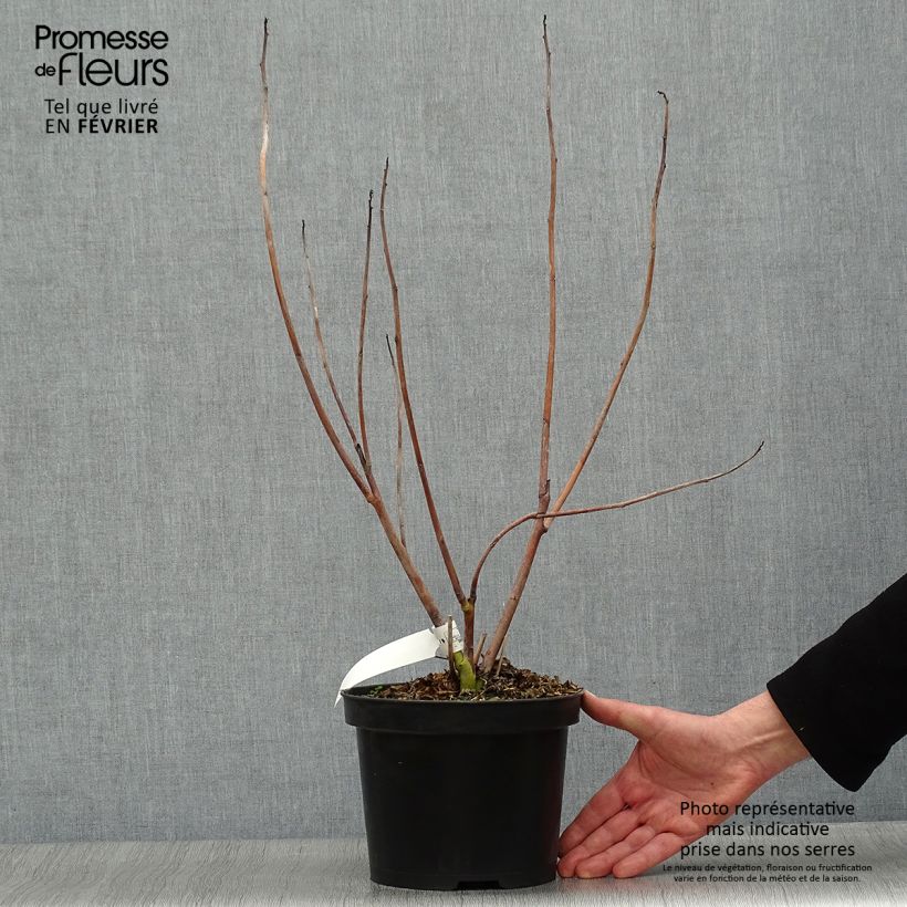 Hibiscus coccineus 4L/5L pot sample as delivered in winter