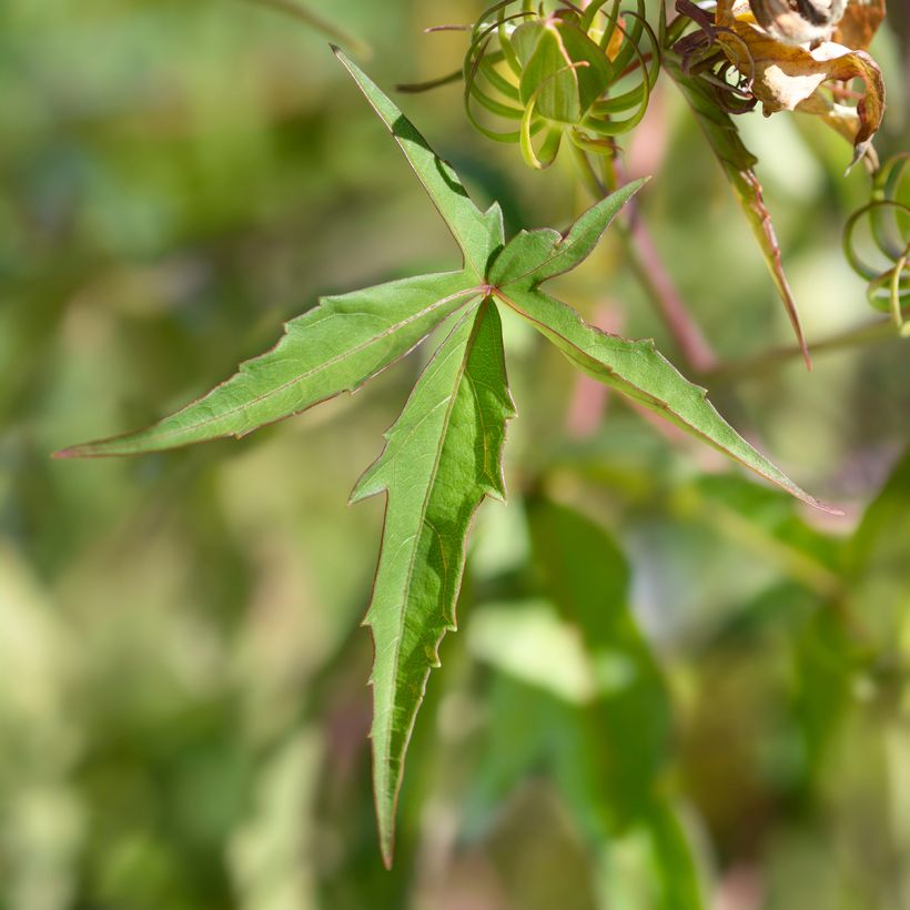 Hibiscus coccineus (Foliage)