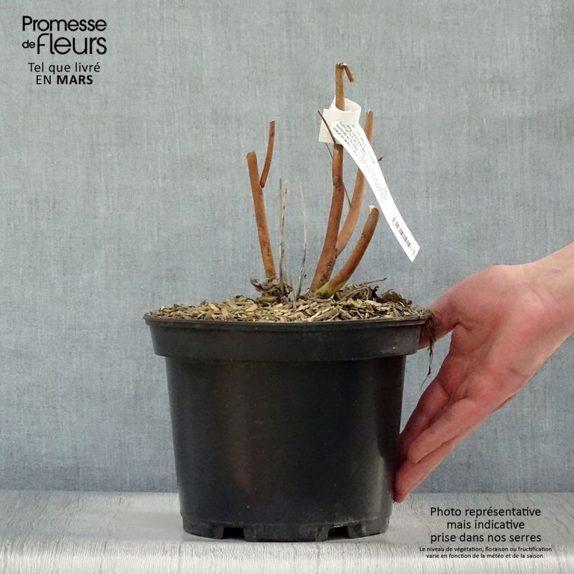 Hibiscus moscheutos Cherry Cheesecake - Swamp Rose Mallow 3L/4L pot sample as delivered in spring