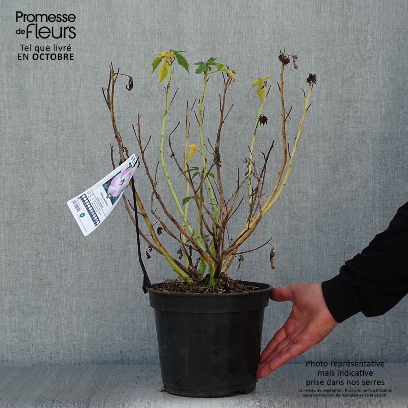Hibiscus moscheutos Fujin - Swamp Rose Mallow 4L/5L pot sample as delivered in autumn