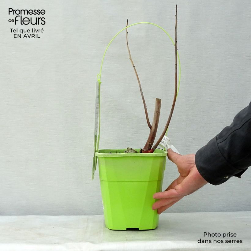 Hibiscus moscheutos Jolly Heart - Swamp Rose Mallow 3L/4L pot sample as delivered in spring