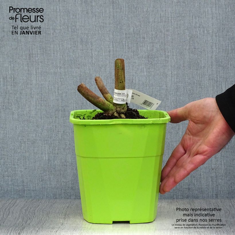 Hibiscus moscheutos Jolly Heart - Swamp Rose Mallow 3L/4L pot sample as delivered in winter