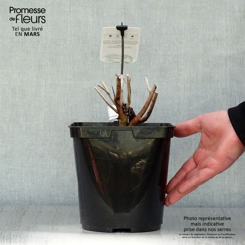 Hibiscus moscheutos Midnight Marvel - Swamp Rose Mallow 3L/4L pot sample as delivered in spring