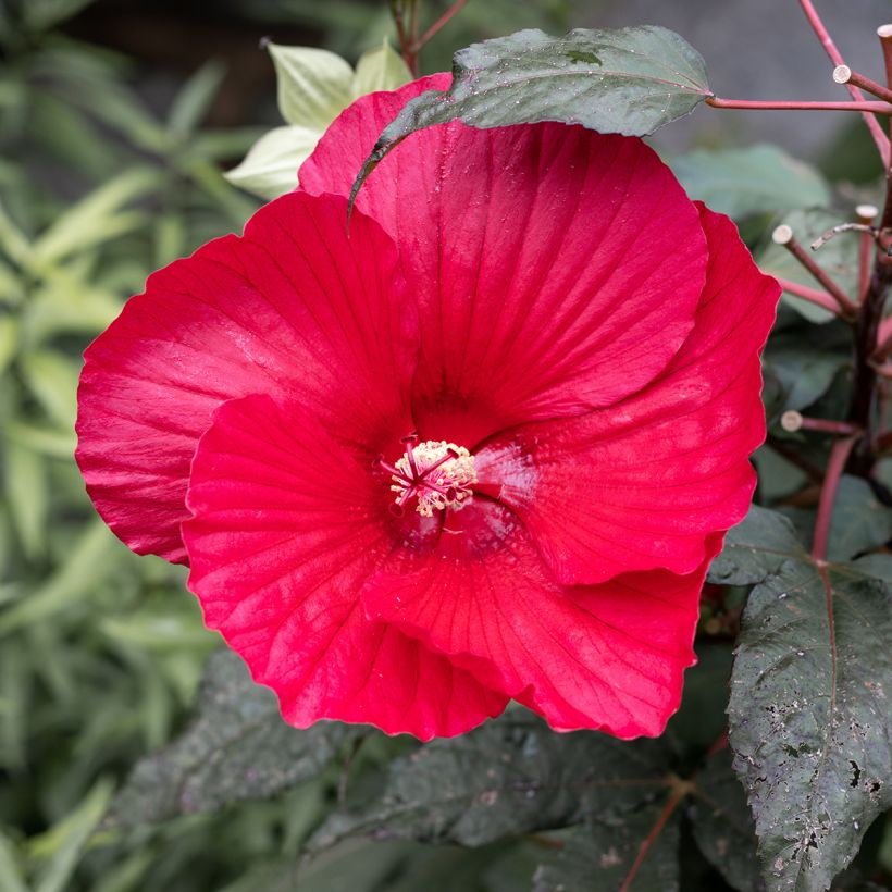 Hibiscus moscheutos Midnight Marvel - Swamp Rose Mallow (Flowering)