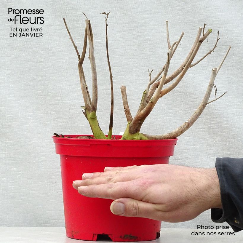 Hibiscus moscheutos Planet Griotte - Swamp Rose Mallow 3L/4L pot sample as delivered in winter