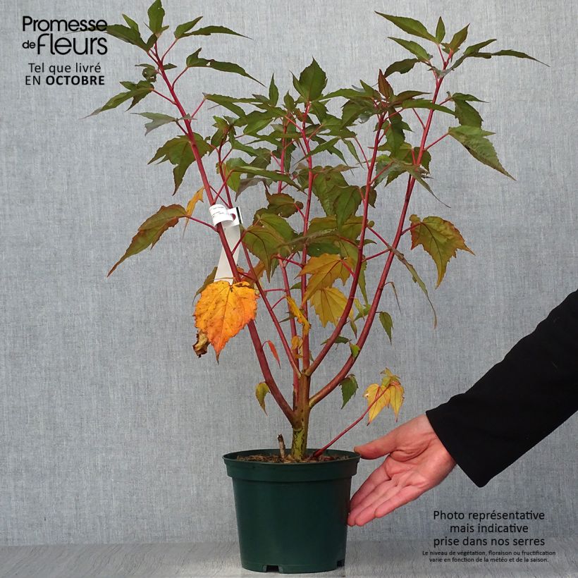 Hibiscus moscheutos Planet Griotte - Swamp Rose Mallow 3L/4L pot sample as delivered in autumn