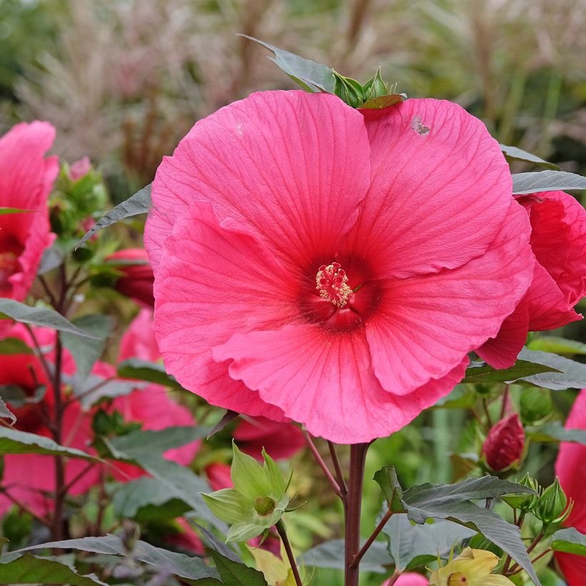 Hibiscus moscheutos Planet Griotte - Swamp Rose Mallow (Flowering)