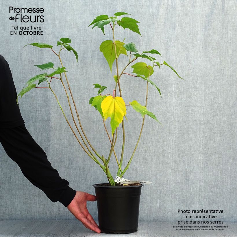 Hibiscus moscheutos Solène - Swamp Rose Mallow 3L/4L pot sample as delivered in autumn