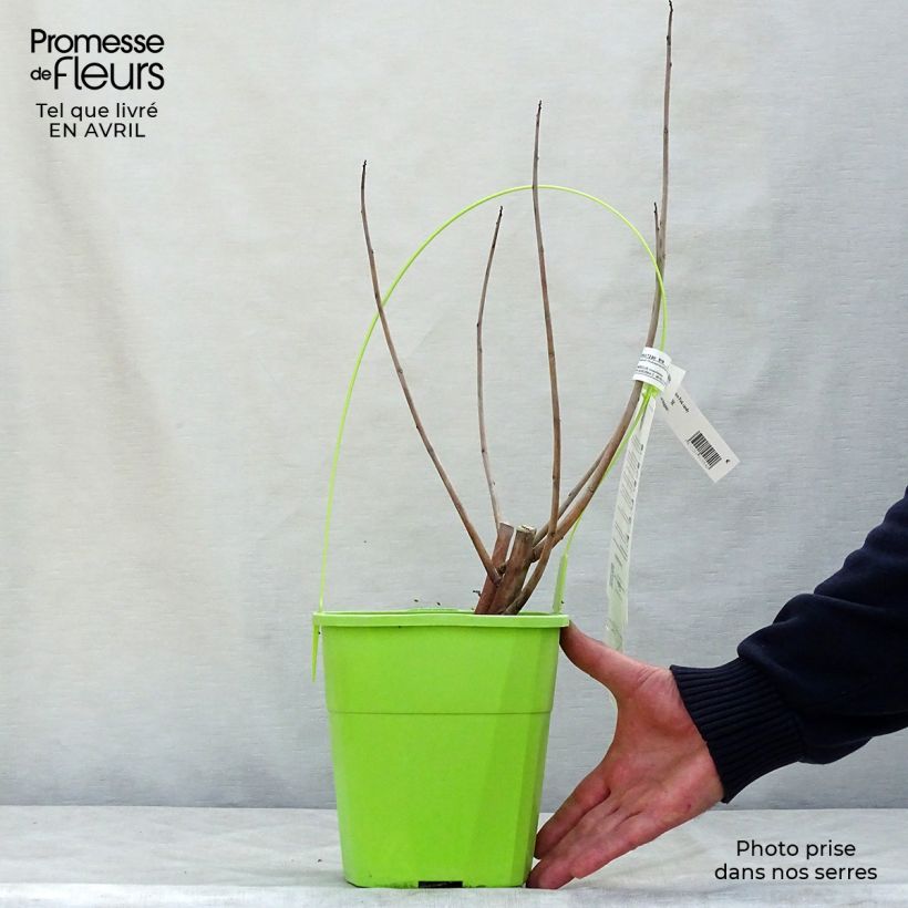 Hibiscus moscheutos Pink Candy - Swamp Rose Mallow 3L/4L pot sample as delivered in spring