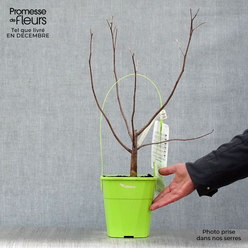 Hibiscus moscheutos Pink Candy - Swamp Rose Mallow 3L/4L pot sample as delivered in winter