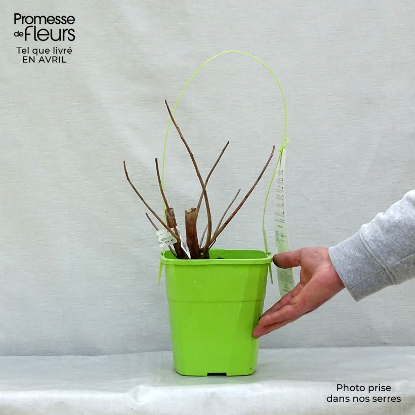 Hibiscus moscheutos Pink Passion - Swamp Rose Mallow 3L/4L pot sample as delivered in spring