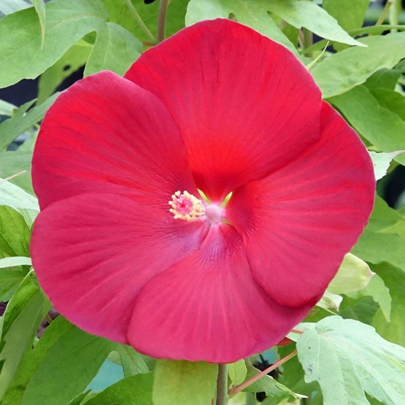 Hibiscus moscheutos Raijin- Rose mallow (Flowering)