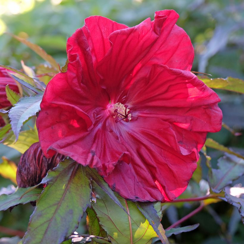 Hibiscus moscheutos Red Wine - Swamp Rose Mallow (Flowering)