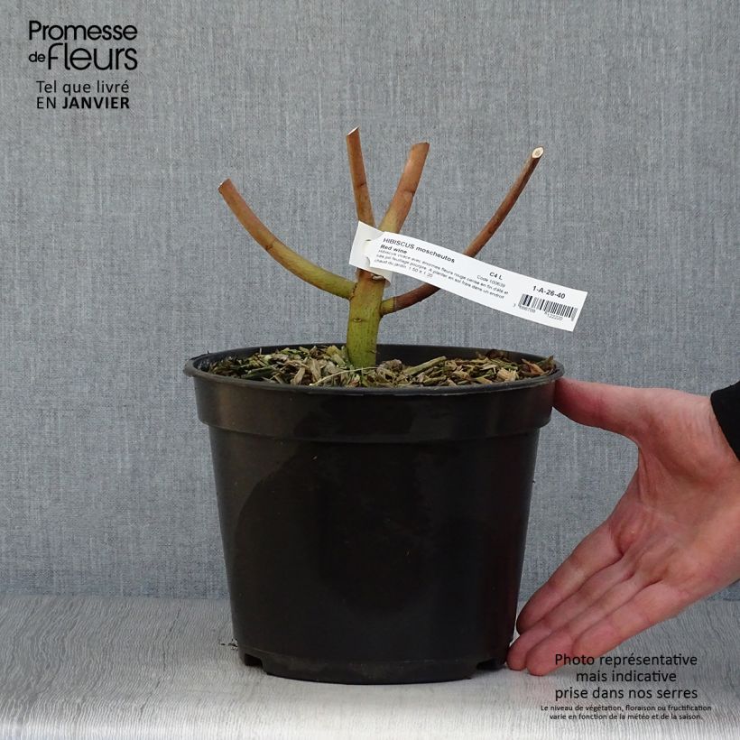 Hibiscus moscheutos Red Wine - Swamp Rose Mallow 4L/5L pot sample as delivered in winter