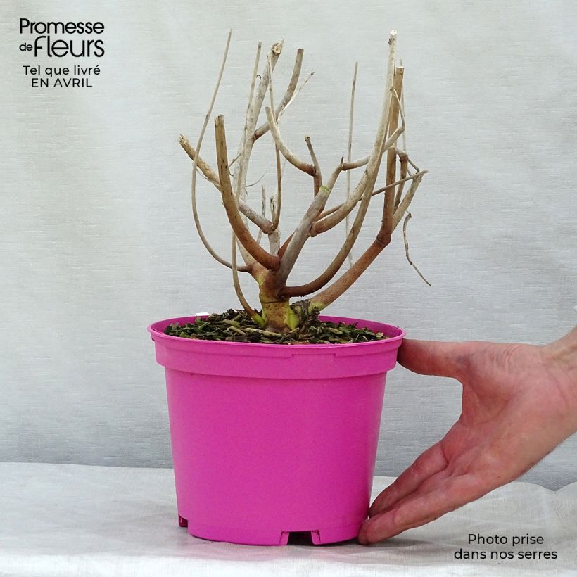 Hibiscus moscheutos Pink - Swamp Rose Mallow 2L/3L pot sample as delivered in spring