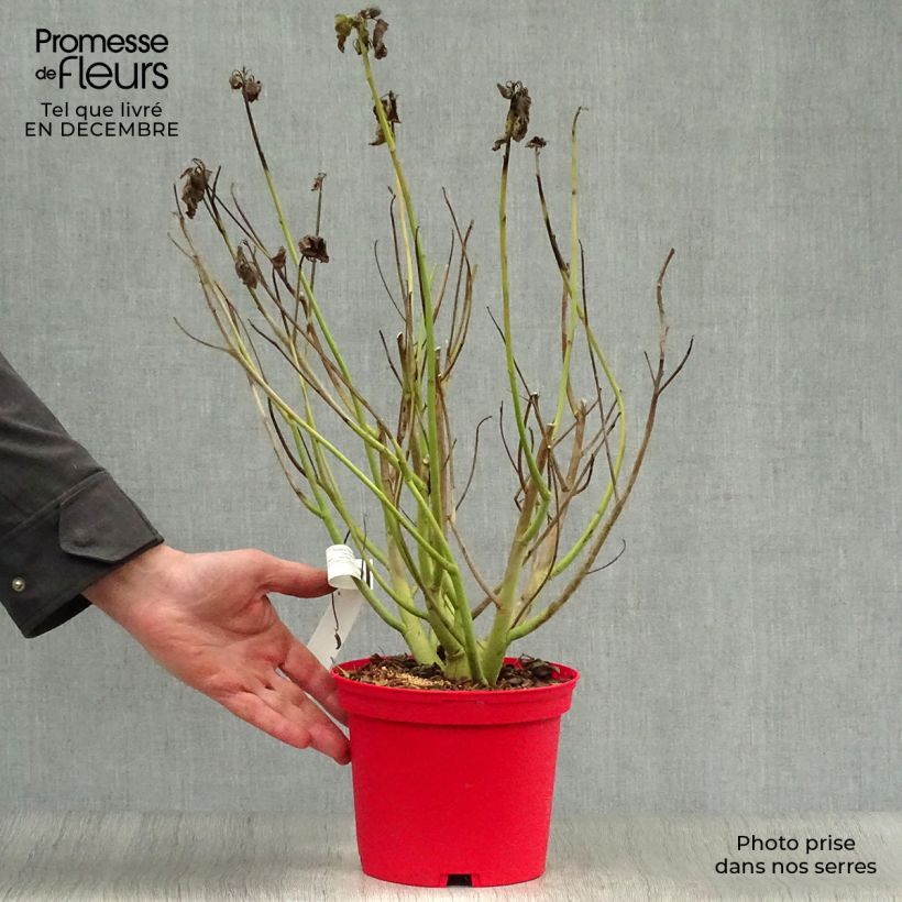 Hibiscus moscheutos Red - Swamp Rose Mallow 2L/3L pot sample as delivered in winter