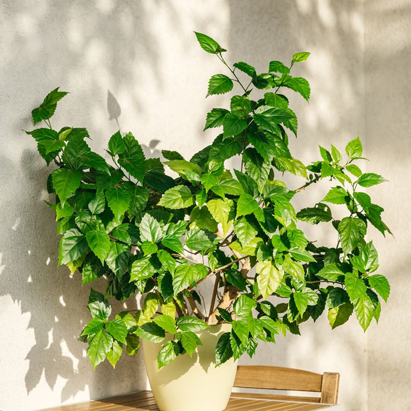 Hibiscus x rosa-sinensis - Chinese hibiscus (Plant habit)
