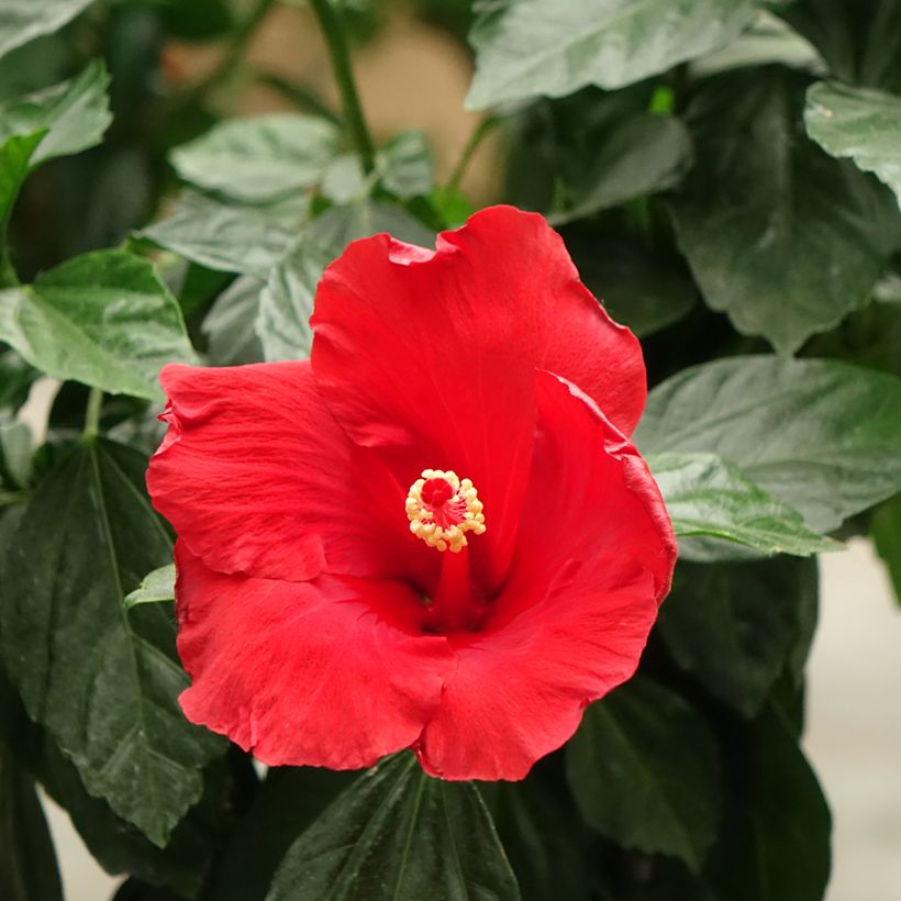 Hibiscus x rosa-sinensis Sunny Cities Premiere Red - Rose of china (Flowering)