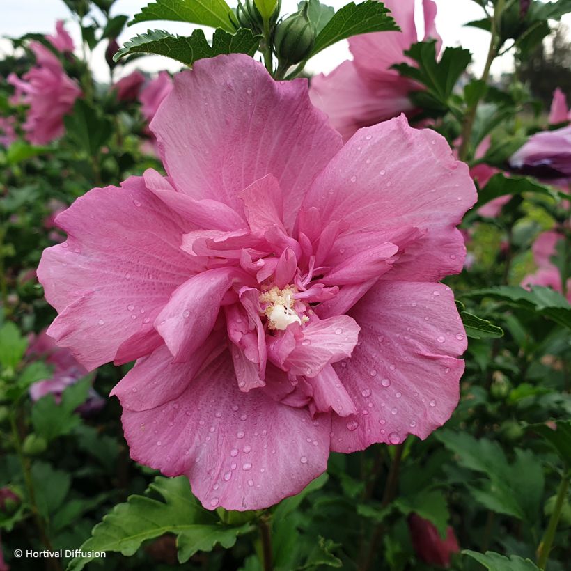 Hibiscus syriacus Beautifull Magenta  - Rose of Sharon (Flowering)