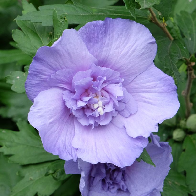 Hibiscus syriacus Blue Chiffon - Rose of Sharon (Flowering)