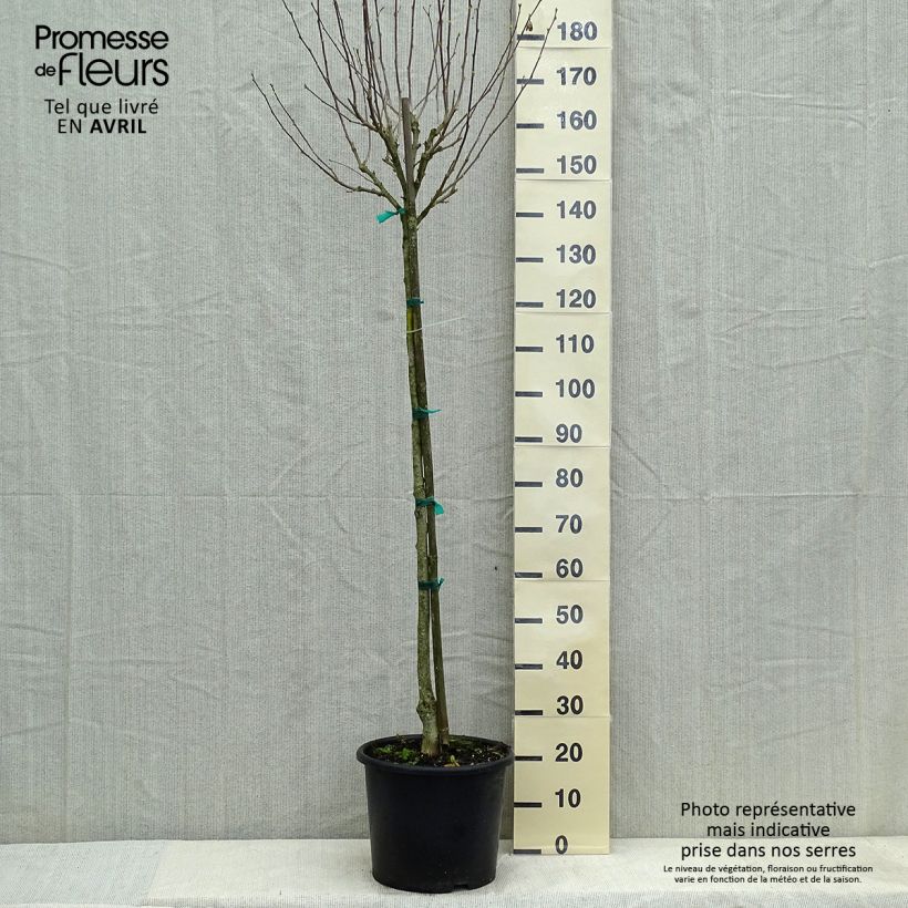 Hibiscus syriacus China Chiffon - Rose of Sharon 7.5L/10L pot, Half standard sample as delivered in spring