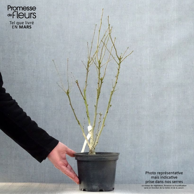 Hibiscus syriacus Duc de Brabant - Rose of Sharon 3L/4L pot sample as delivered in spring