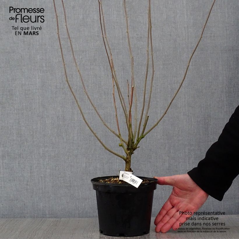 Hibiscus syriacus Duc de Brabant - Rose of Sharon 3L/4L pot sample as delivered in winter