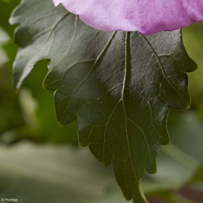 Hibiscus syriacus Flower Tower Purple - Rose of Sharon (Foliage)