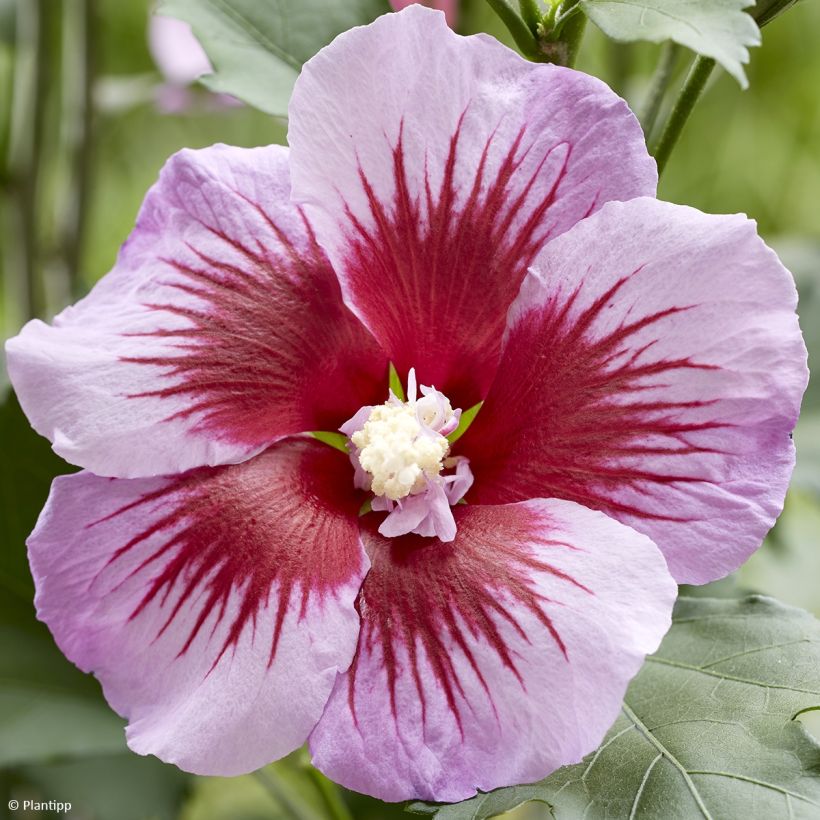 Hibiscus syriacus Flower Tower Purple - Rose of Sharon (Flowering)