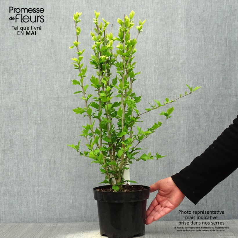 Hibiscus syriacus Flower Tower Ruby - Rose of Sharon 2L/3L pot sample as delivered in spring