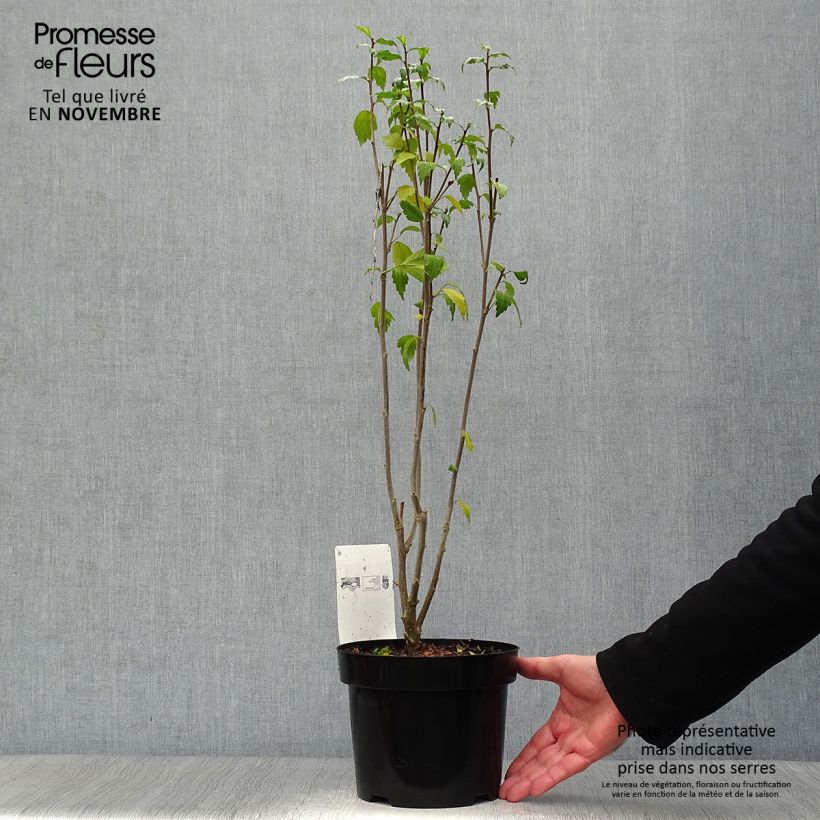 Hibiscus syriacus Freedom - Rose of Sharon 3L/4L pot sample as delivered in autumn