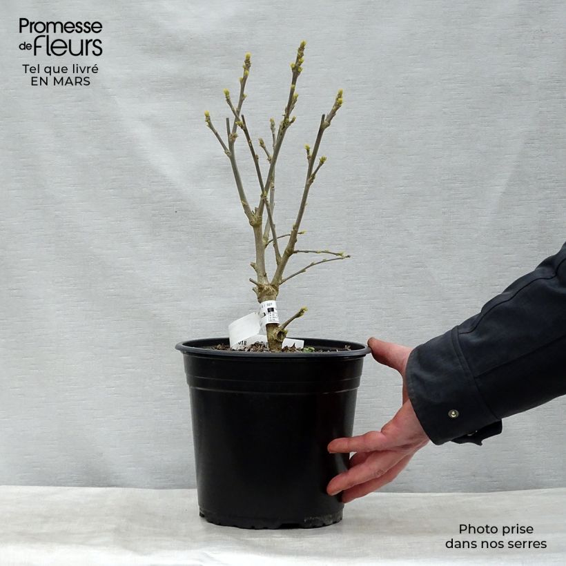 Hibiscus syriacus French Point - Rose of Sharon 4L/5L pot sample as delivered in spring