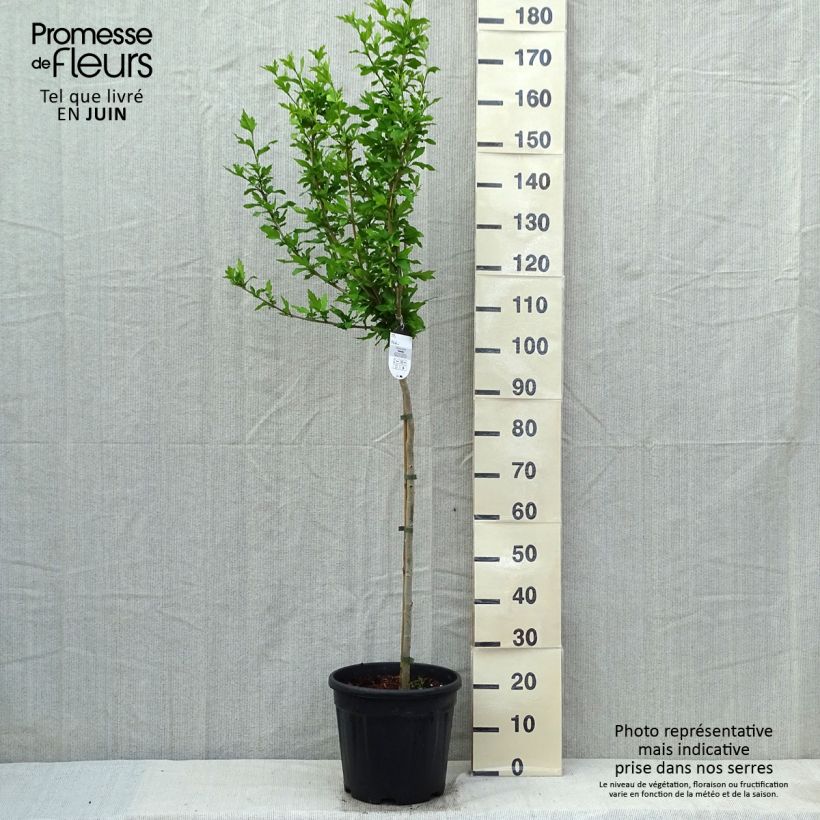 Hibiscus syriacus Hamabo - Rose of Sharon 7.5L/10L pot, Half standard sample as delivered in spring