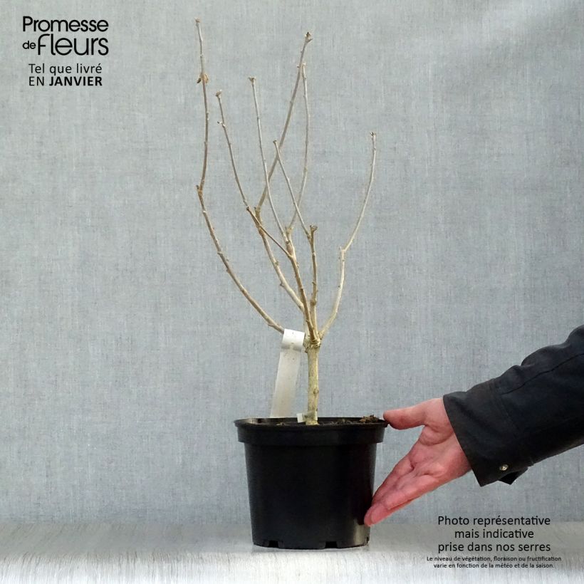 Hibiscus syriacus Hamabo - Rose of Sharon 3L/4L pot sample as delivered in winter