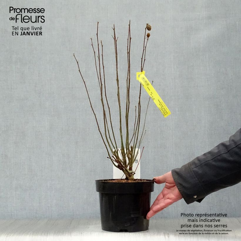 Hibiscus syriacus Lady Stanley - Rose of Sharon 3L/4L pot sample as delivered in winter