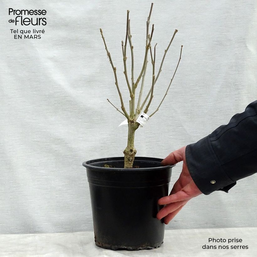 Hibiscus syriacus Lavender Chiffon - Rose of Sharon 3L/4L pot sample as delivered in spring