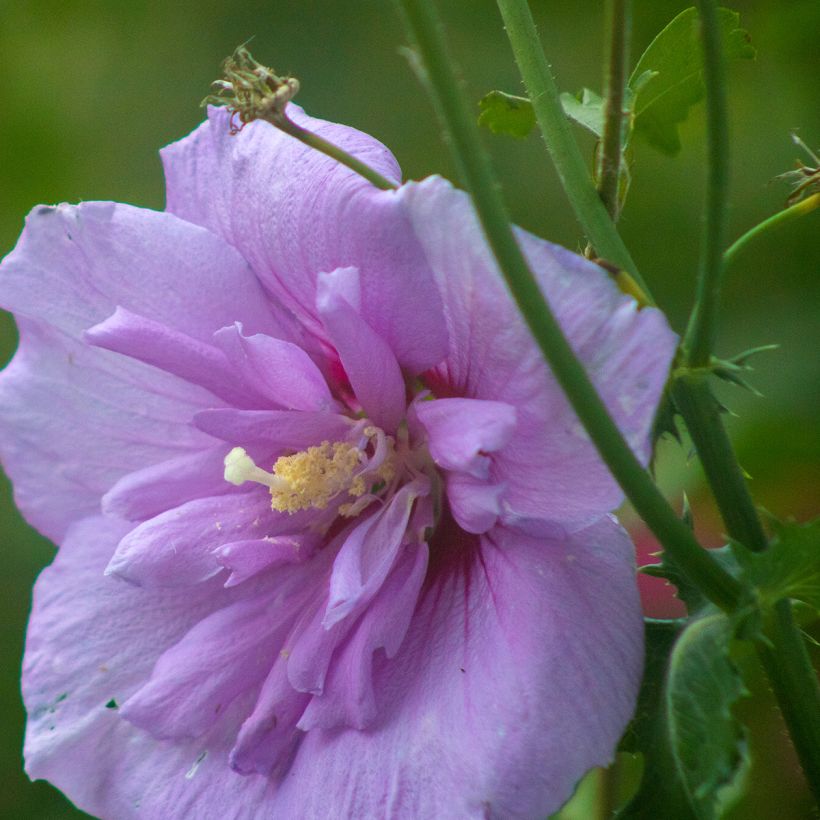 Hibiscus syriacus Lavender Chiffon - Rose of Sharon (Flowering)
