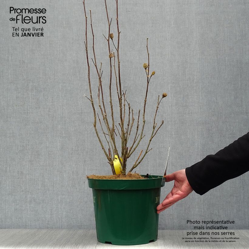 Hibiscus syriacus Lavender Chiffon - Rose of Sharon 6L/7L pot sample as delivered in winter