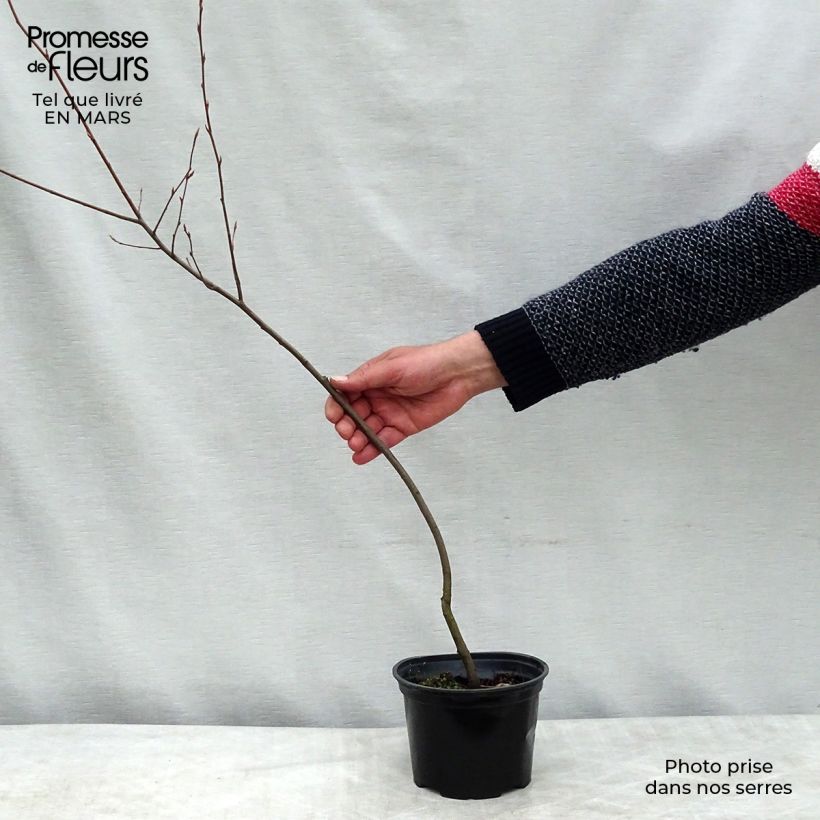 Hibiscus syriacus Leopoldii - Rose of Sharon 2L/3L pot sample as delivered in winter