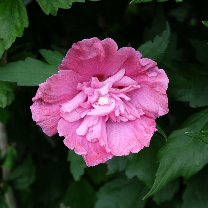 Hibiscus syriacus Magenta Chiffon - Rose of Sharon (Flowering)