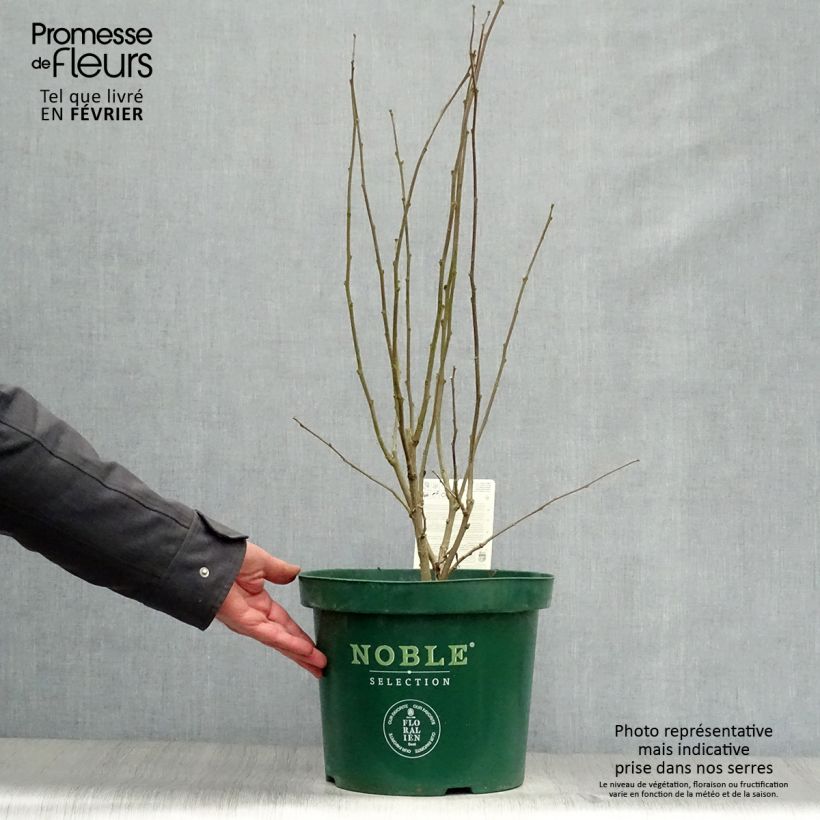 Hibiscus syriacus Magenta Chiffon - Rose of Sharon 6L/7L pot sample as delivered in winter