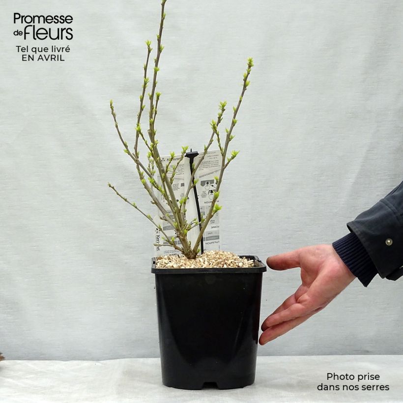 Hibiscus syriacus Pink Chiffon - Rose of Sharon 3L/4L pot sample as delivered in spring